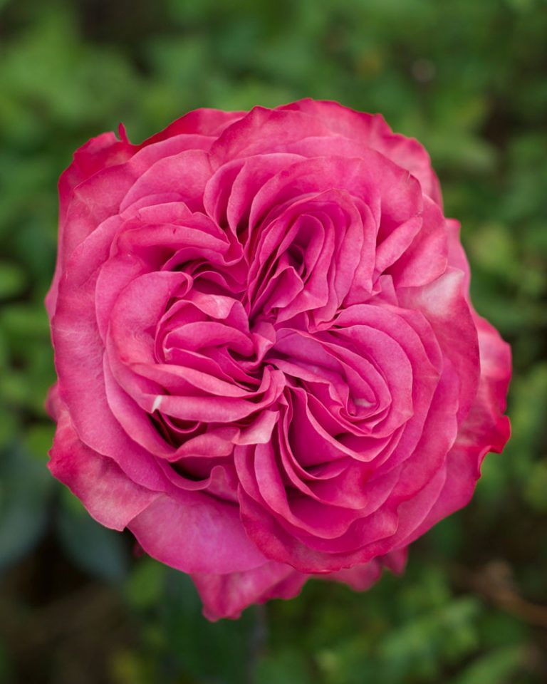 Country Blues | Hot Pink Garden Rose